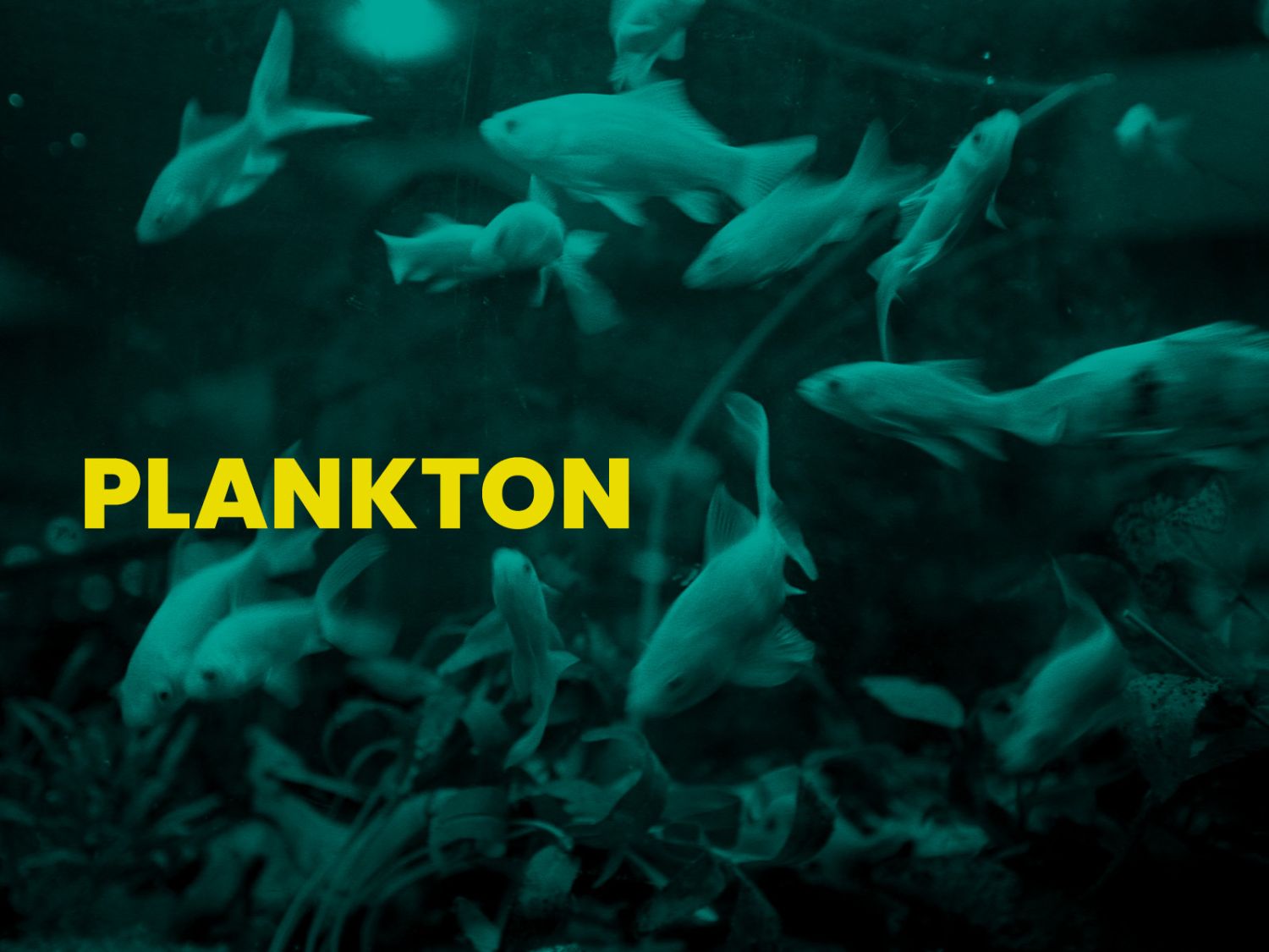 PLANKTON PLANKTON